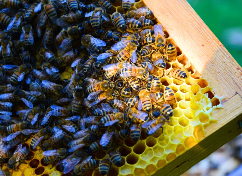 Conference - l'abeille et nous aujourd'hui