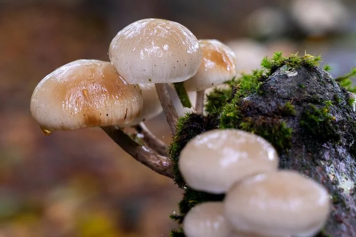 Découvrir et reconnaître les champignons à Saint-Pardoux-le-Lac