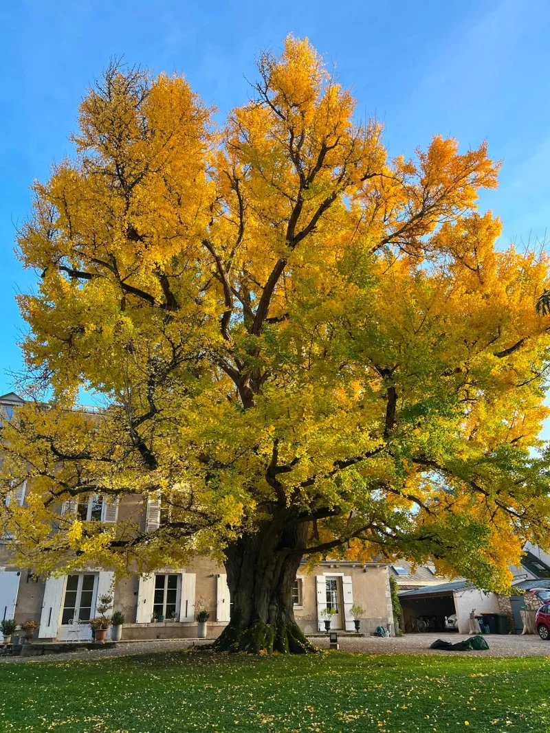Portes ouvertes : Découverte du Ginkgo Biloba