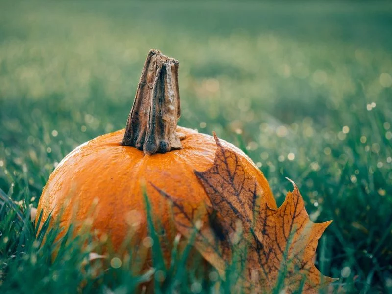 Soirée halloween à l'Hippocampe