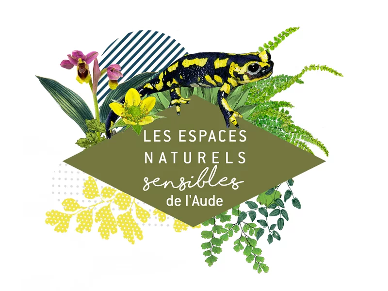 ENS - DISCRÈTES SAUTERELLES NOCTURNES