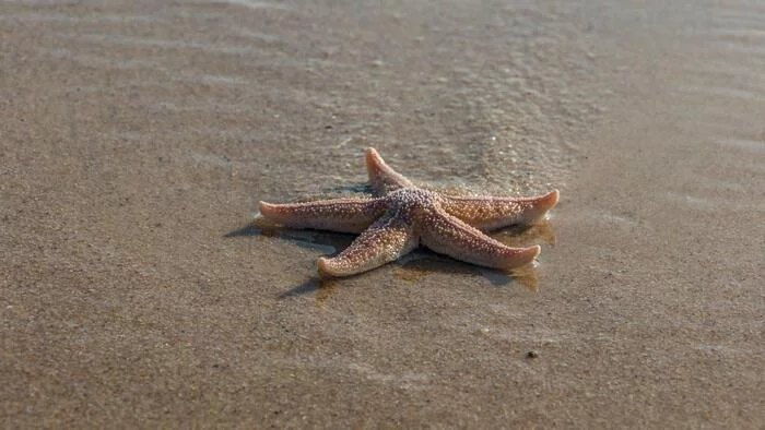 Pêche à pied : la vie en bord de mer