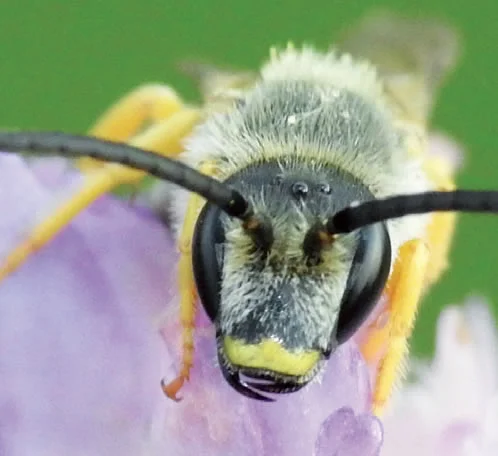 Insectes et compagnie
