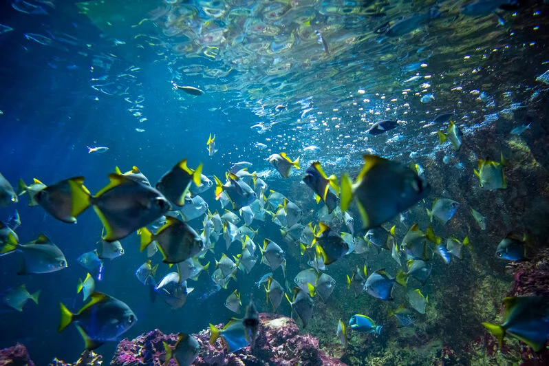 Les Voleurs de l'Aquarium Refuge