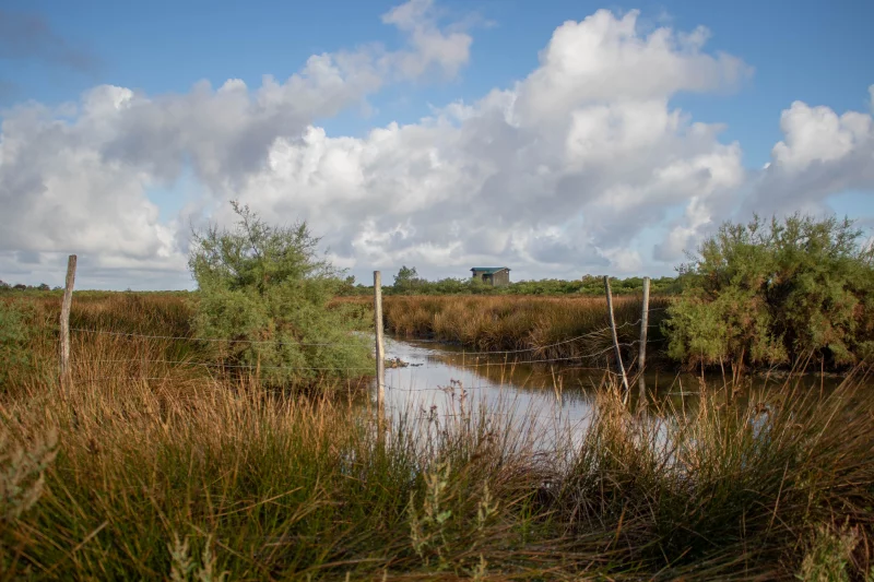 Vis ma vie de gestionnaire de la Réserve ornithologique du Teich