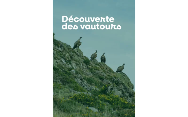 Découverte des vautours