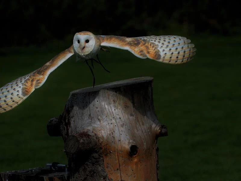 Balade nocturne