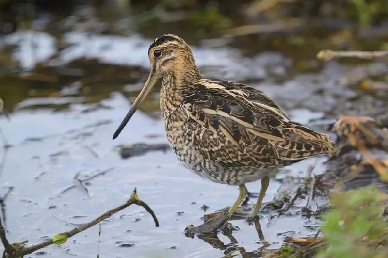 Observation des oiseaux migrateurs