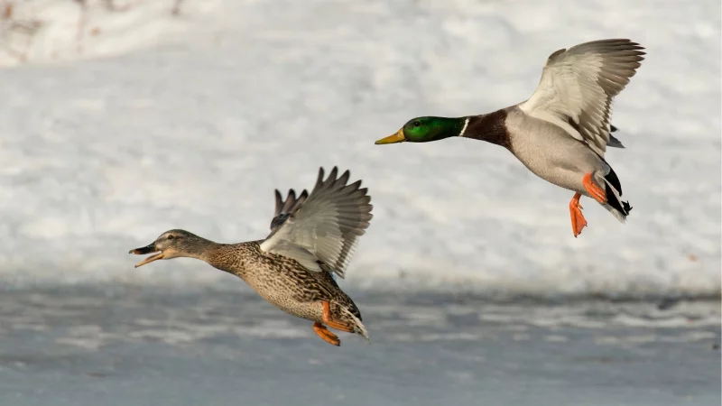 Sortie CPIE : Les oiseaux en hiver