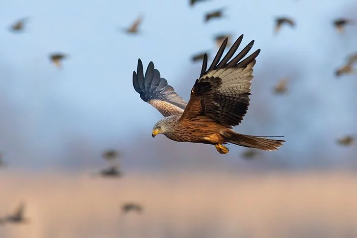 Eurobirdwatch : Journée européenne de la migration à Bouhy