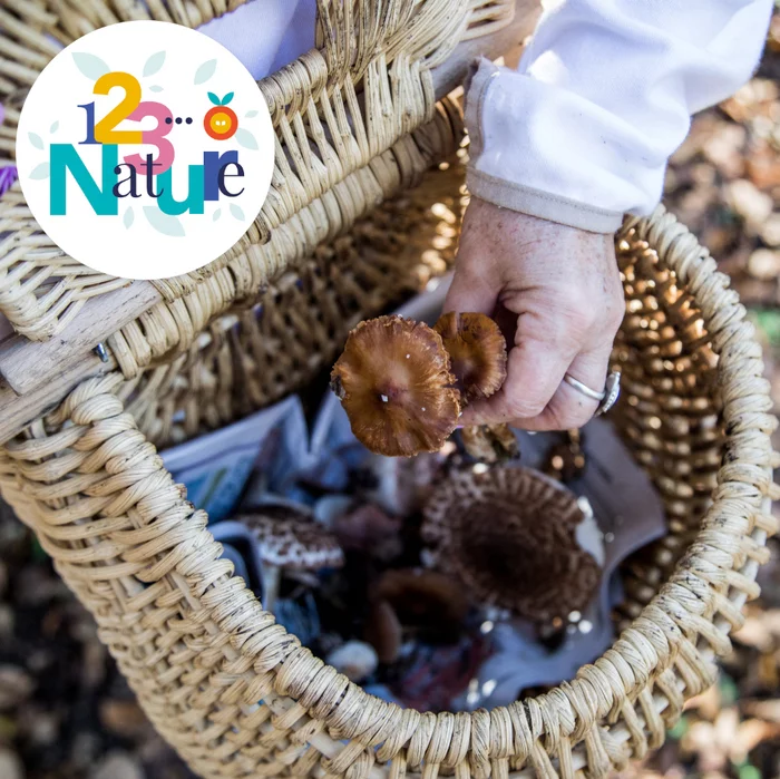Sortie nature - Champignons