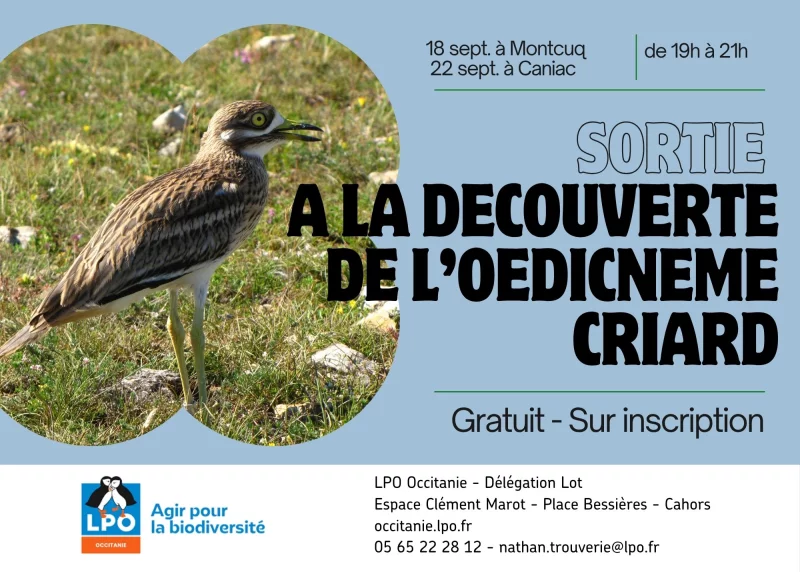 Animation de la LPO : sortie œdicnème criard
