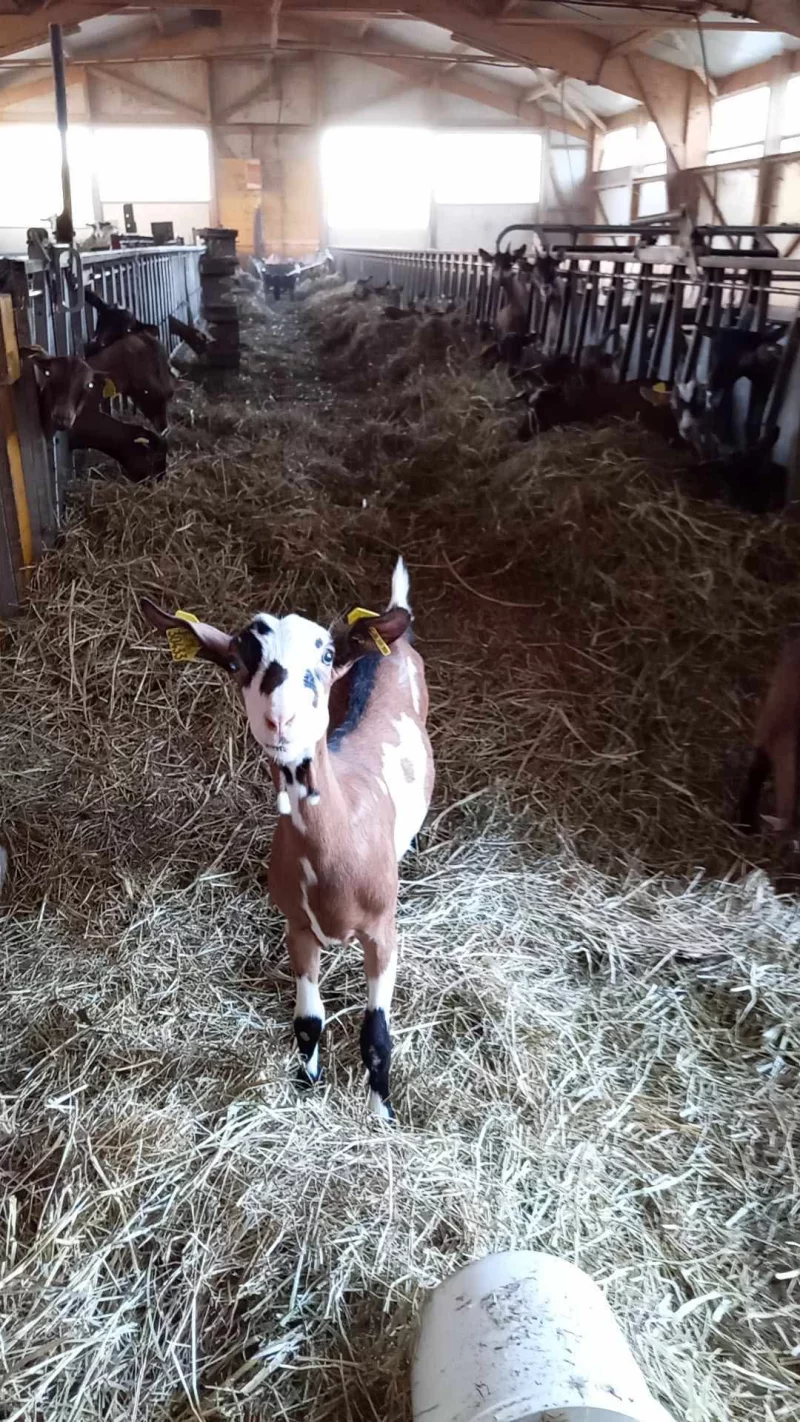 UN ÉTÉ À LA FERME : LE MAZELET