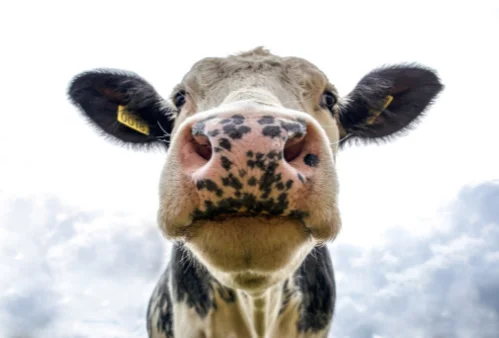 Comice agricole