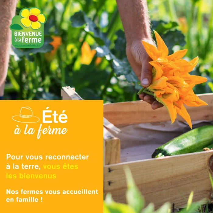 ÉTÉ A LA FERME : PLONGEZ AU CŒUR DES FERMES VOSGIENNES