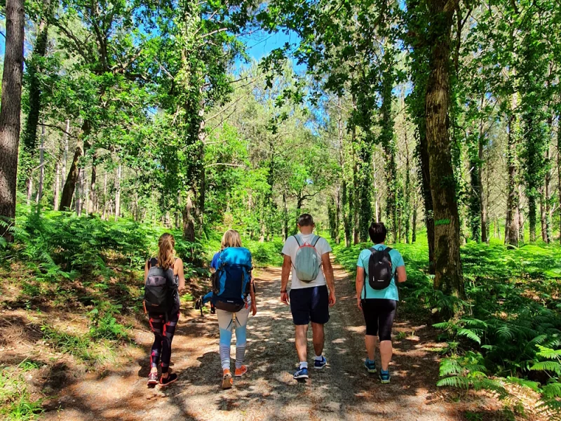 Bain de forêt