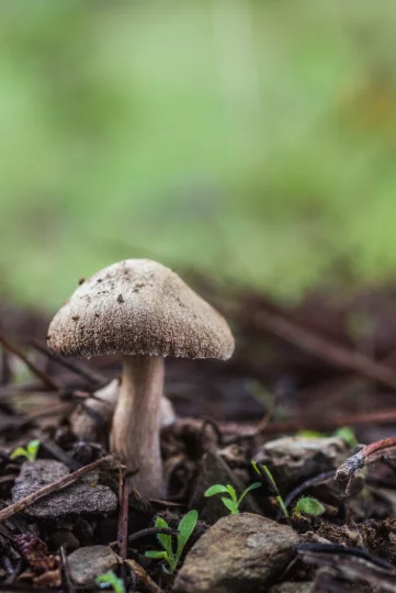 Sortie nature cueillons des champis!