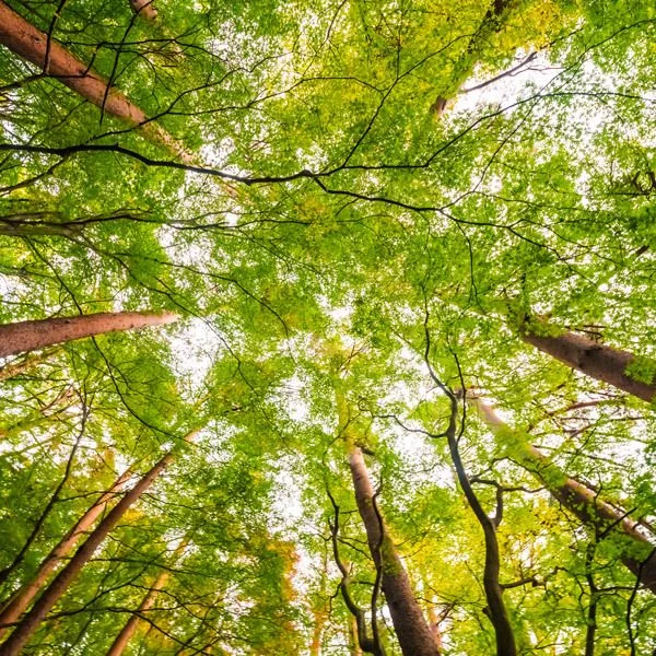 Mon ami l'arbre