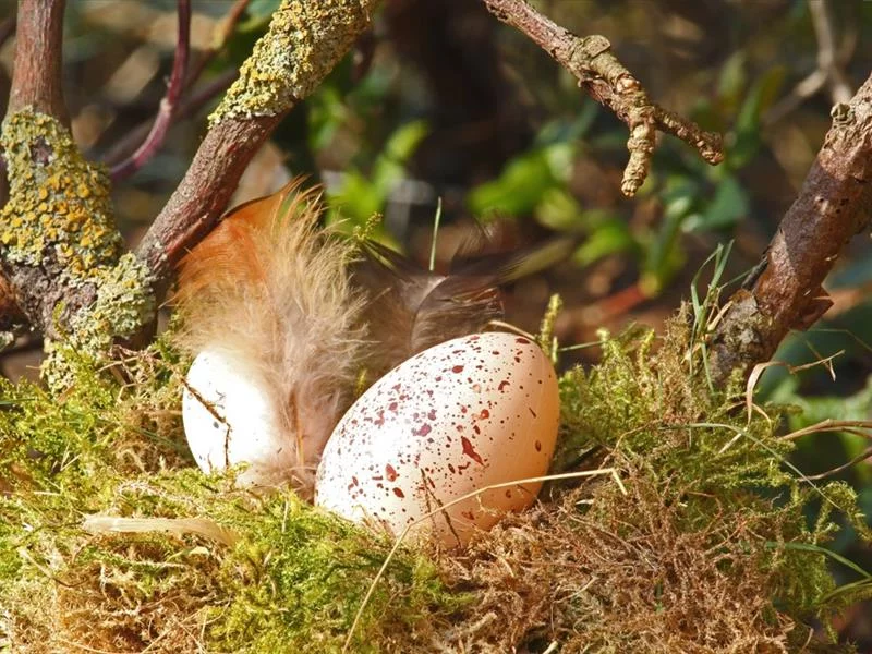 Chasse aux trésors de Pâques