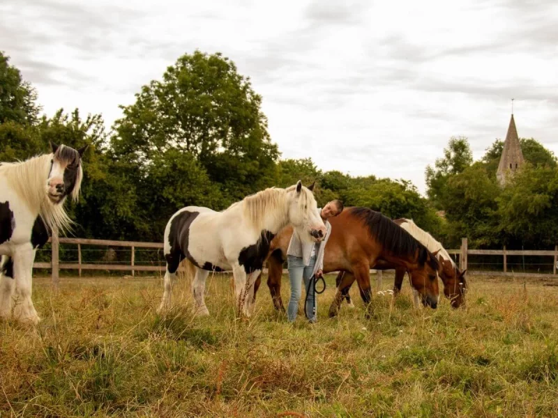 Equidays : Portes-ouvertes du C.A.Z et des écuries Arion Equithérapie