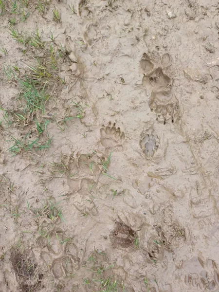 Traces et indices de la faune de l'Aubrac