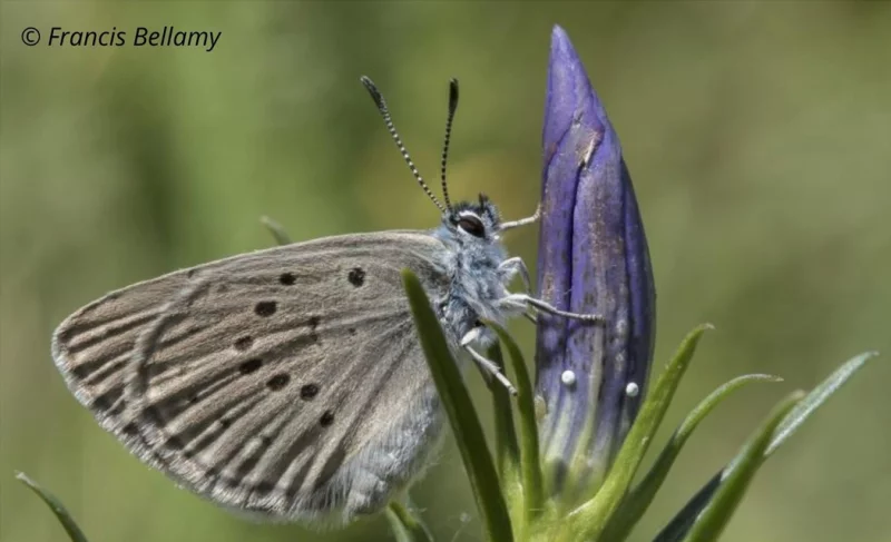 Comptage des œufs du papillon Azuré des Mouillères dans les Landes de la Feuillie et de Muneville-le-Bingard