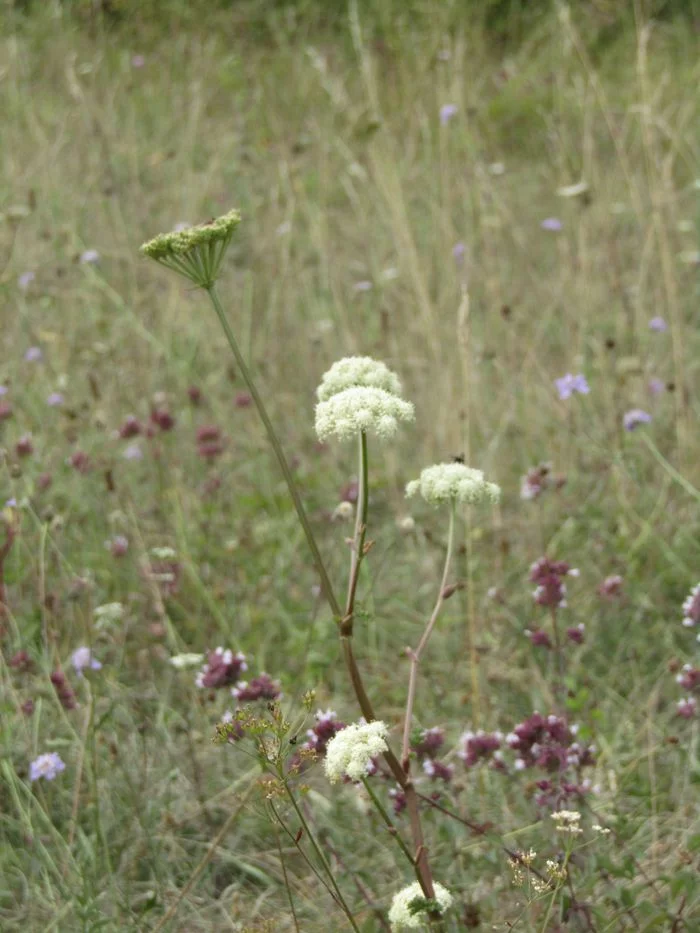 La flore tardive des coteaux calcaires, sortie botanique