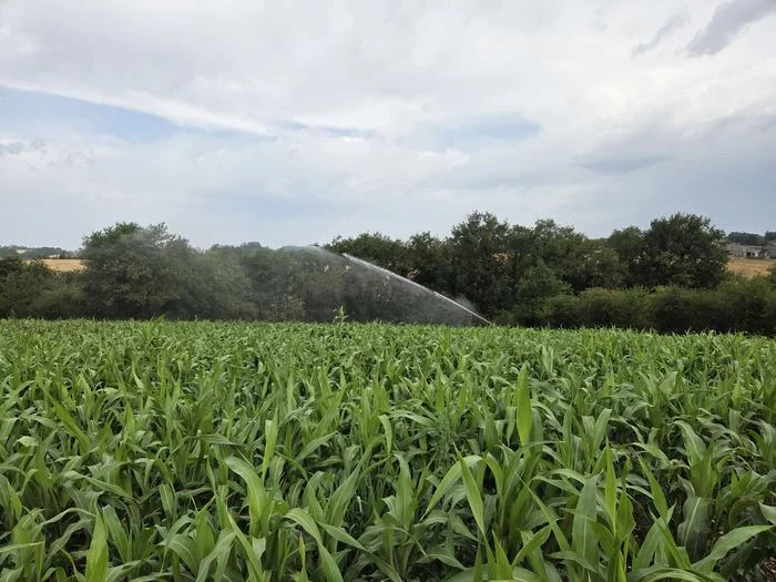 INNOV'ACTION : Sorgho ensilage, une alternative au maïs en conditions difficiles