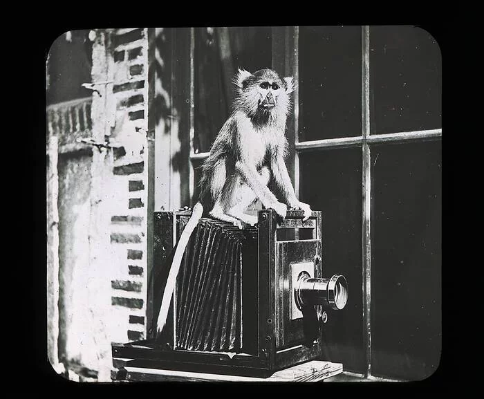 La Co-élaboration artistique des Archives : une œuvre photographique collective, participative et citoyenne.