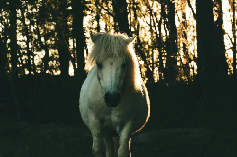 Rencontres Cultive Ta Science - médiation animale