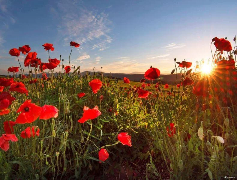 Exposition Les Couleurs de l'été