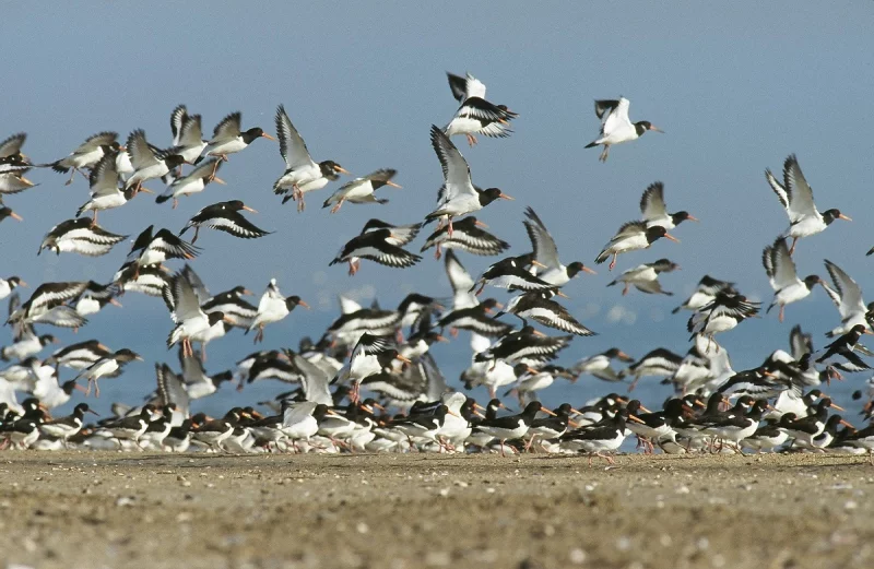 Oiseaux migrateurs et hivernants