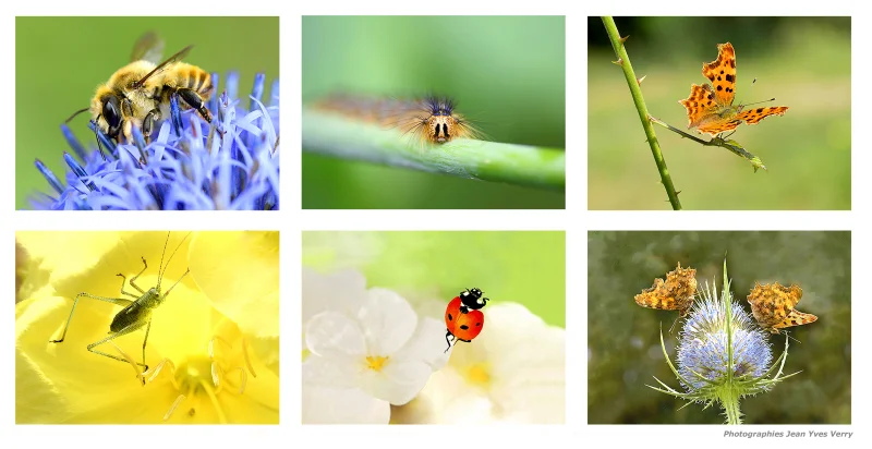 Le monde des insectes - Exposition photos de Jean-Yves Verry