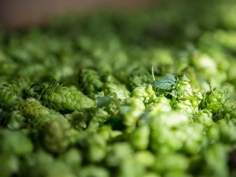 Fête du Houblon