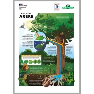 LES FORÊTS FACE AU CHANGEMENT CLIMATIQUE