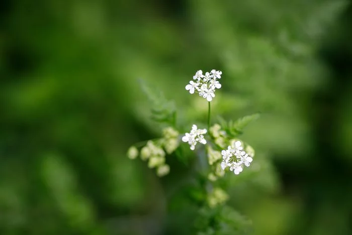 Découverte de la faune et flore de la Réserve Ecologique des Barails au fil des saisons