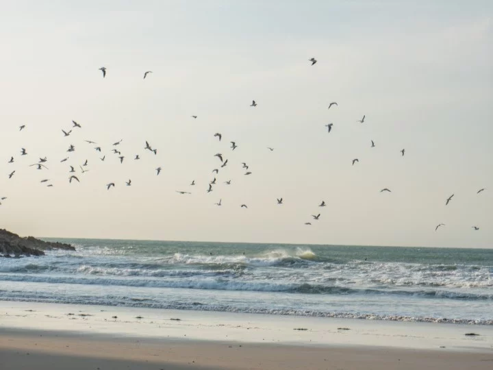 À la découverte des oiseaux de Vicq-sur-Mer