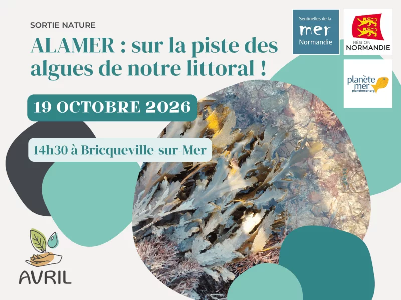 ALAMER : sur la piste des algues de notre littoral !