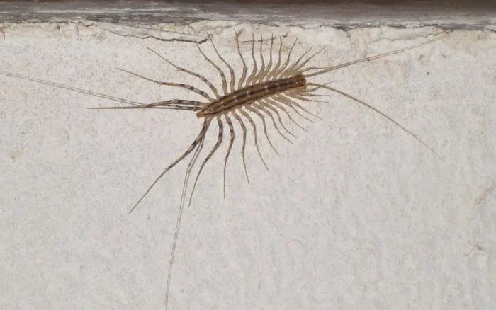 Myriapodes, à la découverte des mille-pattes
