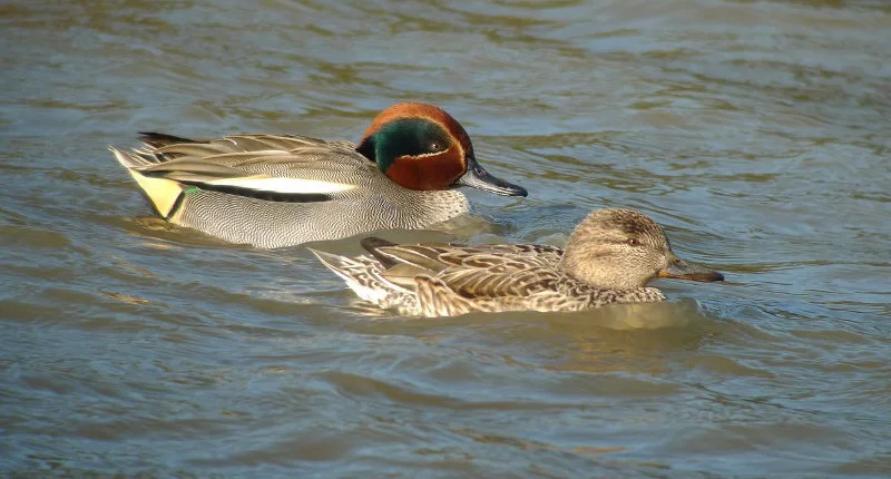 Animation de la LPO : Oiseaux migrateurs au Lac de Bannac