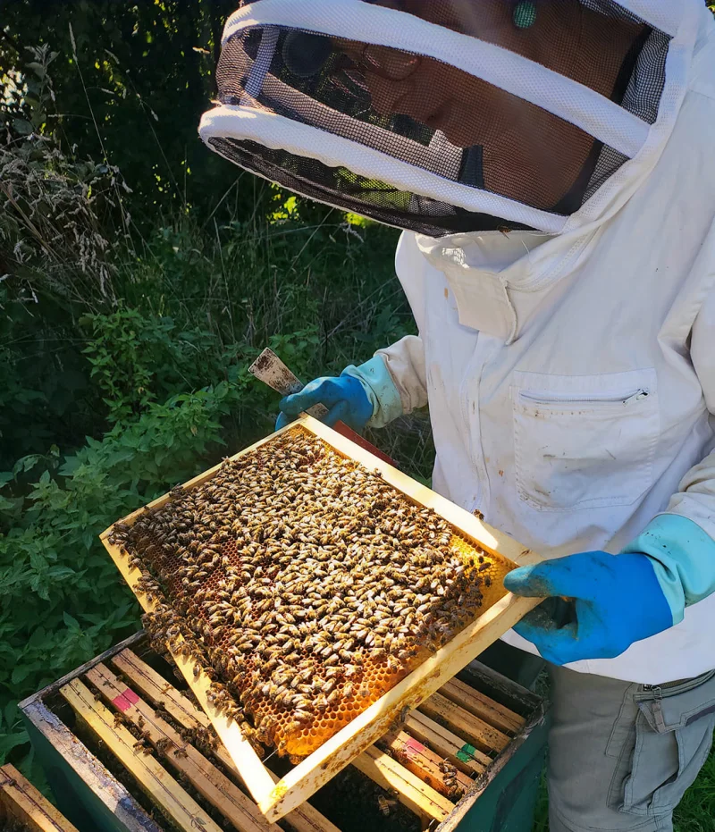 Journée Mondiale des Abeilles