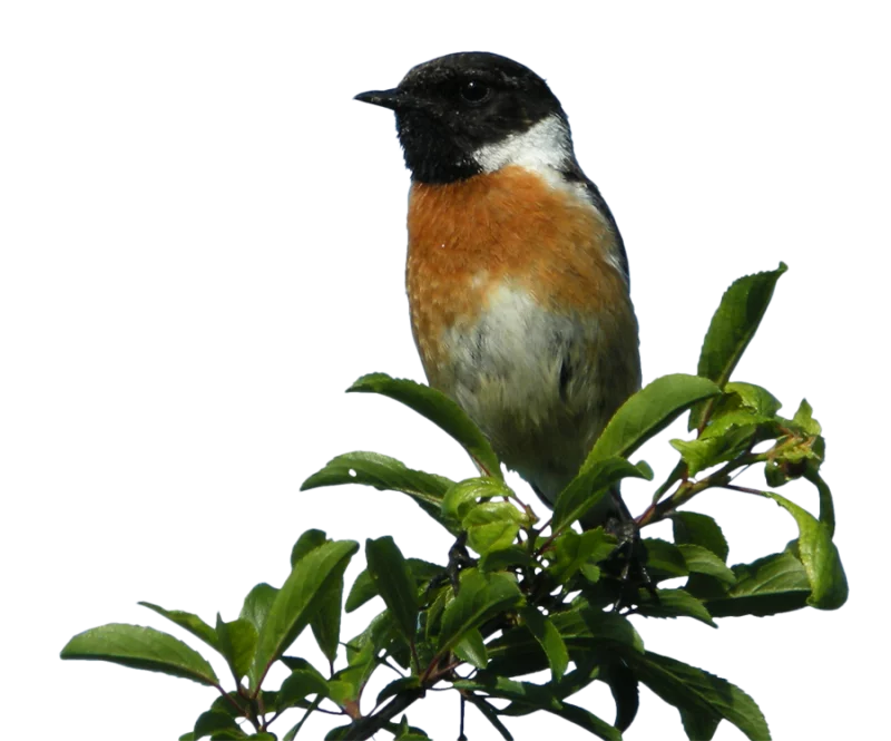 Observation des oiseaux de la zone humide du site de Courpain