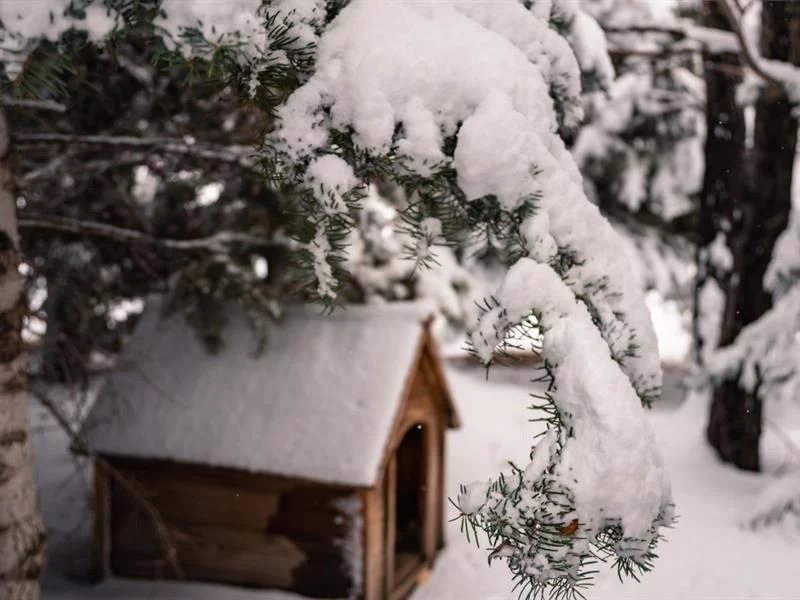 Spectacle : Ils veulent de la neige