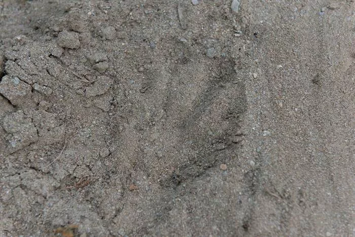 Traces et empreintes