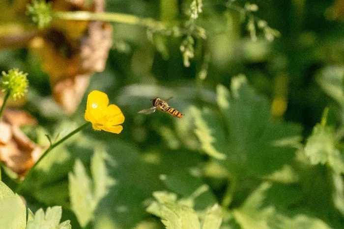 Découverte des insectes et des pollinisateurs