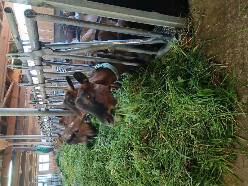 Visite de la ferme et dégustation