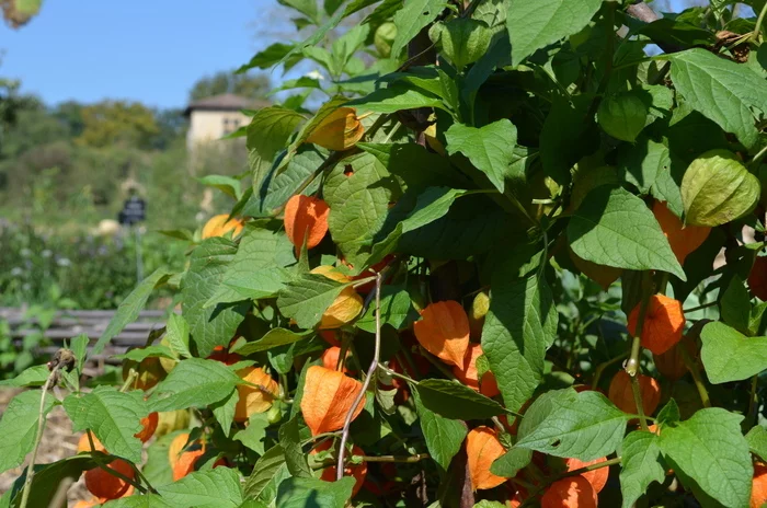 Histoire d’une plante : l’alkékenge