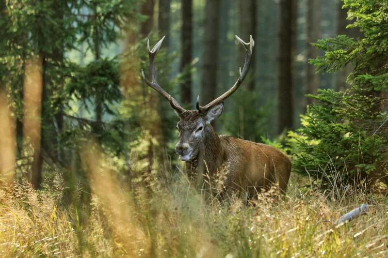 Le Brame du Cerf et la Faune Sauvage