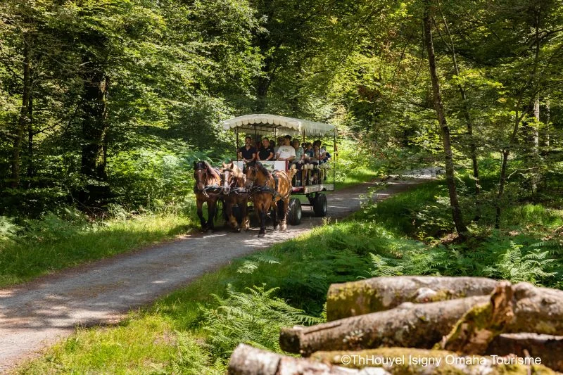 Promenons-nous dans les bois, au rythme des chevaux