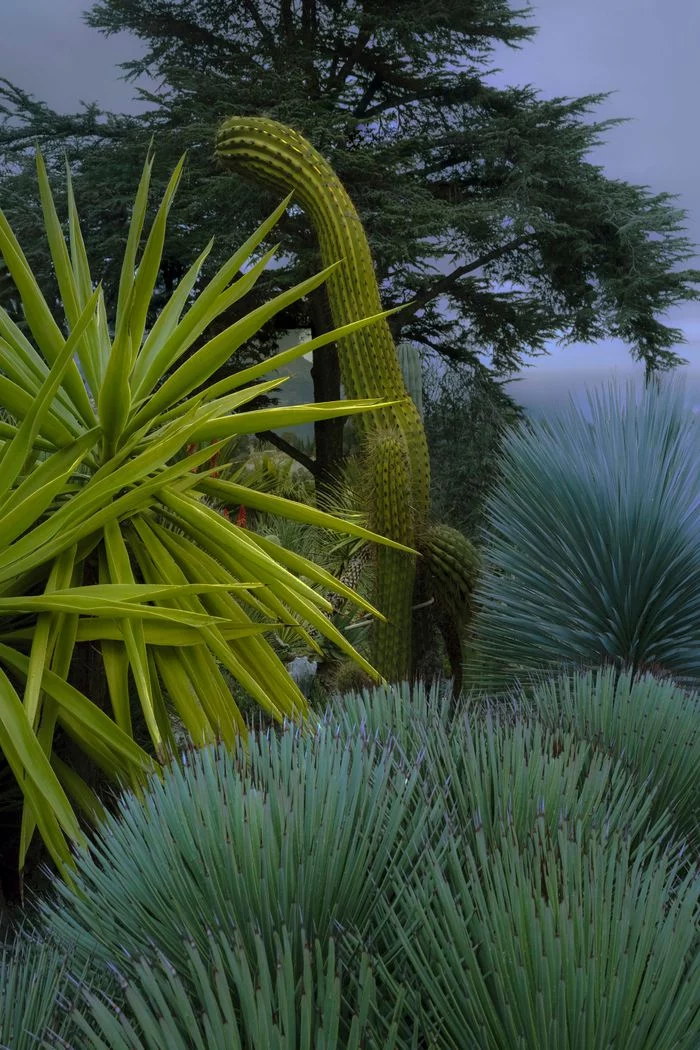 Exposition de Philippe Chancel, Cactusmania - Polka Galerie